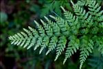 Asplenium onopteris L.