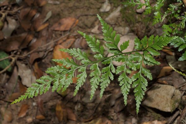 Asplenium onopteris L.