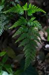 Asplenium onopteris L.