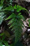 Asplenium onopteris L.