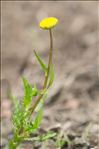 Cotula coronopifolia L.