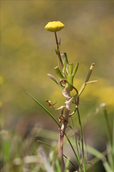 Cotula coronopifolia L.