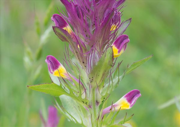 Melampyrum arvense L. f. arvense