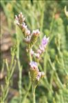 Limonium dodartii (Girard) Kuntze