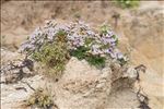 Limonium dodartii (Girard) Kuntze