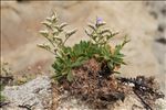 Limonium dodartii (Girard) Kuntze