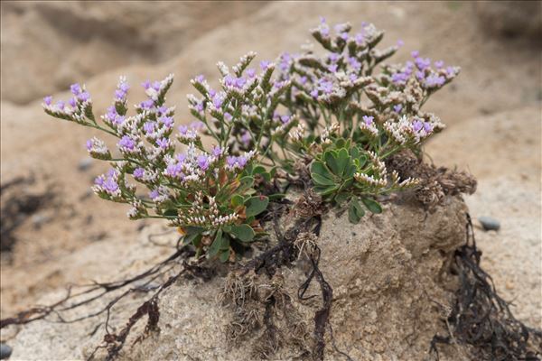 Limonium dodartii (Girard) Kuntze