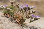 Limonium dodartii (Girard) Kuntze