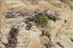 Limonium dodartii (Girard) Kuntze