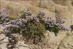 Limonium dodartii (Girard) Kuntze