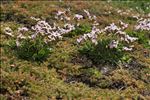 Limonium dodartii (Girard) Kuntze