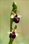 Ophrys passionis Sennen
