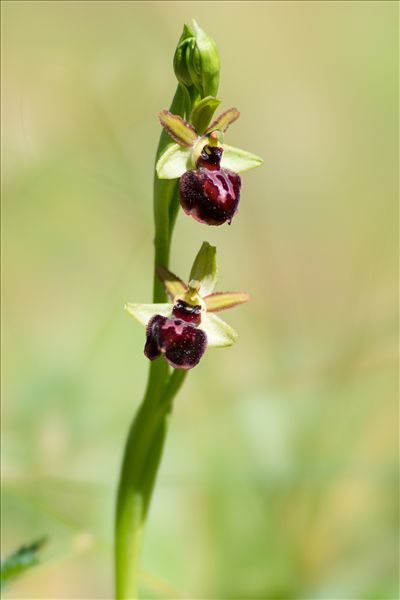 Ophrys passionis Sennen