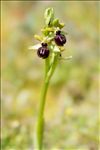 Ophrys passionis Sennen