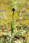 Ophrys passionis Sennen