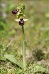 Ophrys passionis Sennen