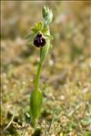 Ophrys passionis Sennen