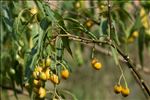 Solanum laciniatum Aiton