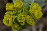 Euphorbia myrsinites L.