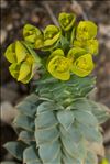 Euphorbia myrsinites L.
