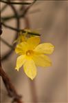 Jasminum nudiflorum Lindl.