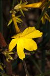 Jasminum nudiflorum Lindl.