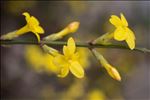 Jasminum nudiflorum Lindl.