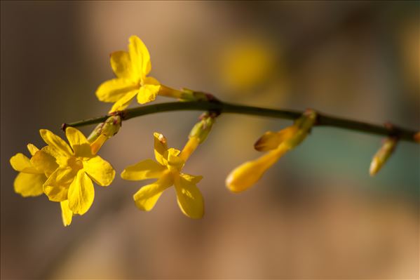 Jasminum nudiflorum Lindl.