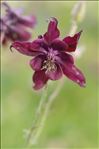 Aquilegia atrata W.D.J.Koch