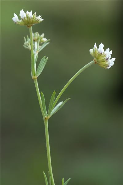 Lotus dorycnium L. var. dorycnium