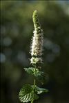 Mentha spicata subsp. glabrata (Lej. & Courtois) Lebeau