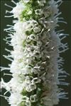 Mentha spicata subsp. glabrata (Lej. & Courtois) Lebeau