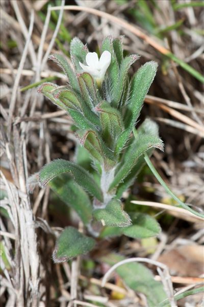 Buglossoides arvensis (L.) I.M.Johnst. subsp. arvensis