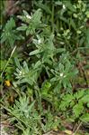 Buglossoides arvensis (L.) I.M.Johnst. subsp. arvensis
