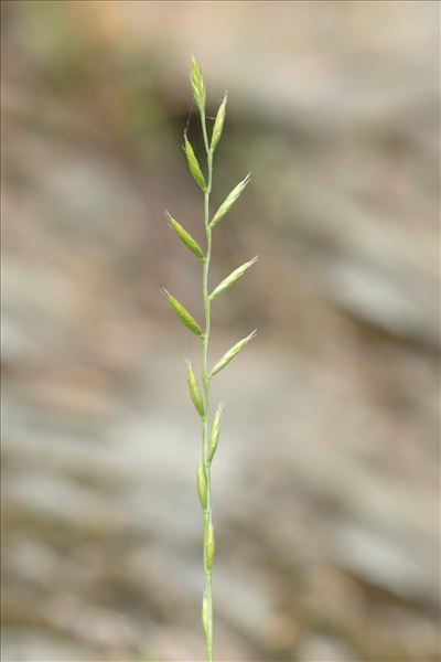 Micropyrum tenellum f. aristatum (Tausch) Lambinon