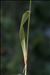 Milium effusum L.