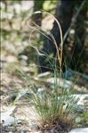 Stipa eriocaulis Borbás