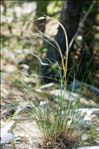 Stipa eriocaulis Borbás subsp. eriocaulis