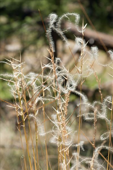 Stipa eriocaulis Borbás