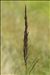Molinia caerulea (L.) Moench subsp. caerulea