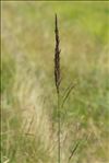 Molinia caerulea (L.) Moench