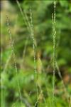 Molinia caerulea subsp. arundinacea (Schrank) K.Richt.