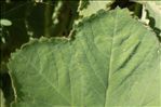 Alchemilla coriacea Buser