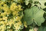 Alchemilla coriacea Buser