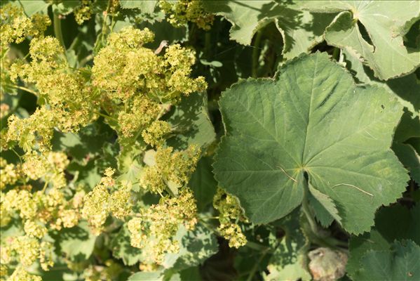 Alchemilla coriacea Buser
