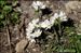 Androsace adfinis subsp. brigantiaca (Jord. & Fourr.) Kress