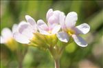 Androsace adfinis subsp. puberula (Jord. & Fourr.) Kress