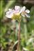 Androsace adfinis subsp. puberula (Jord. & Fourr.) Kress