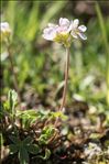 Androsace adfinis subsp. puberula (Jord. & Fourr.) Kress