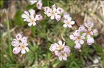 Androsace adfinis subsp. puberula (Jord. & Fourr.) Kress